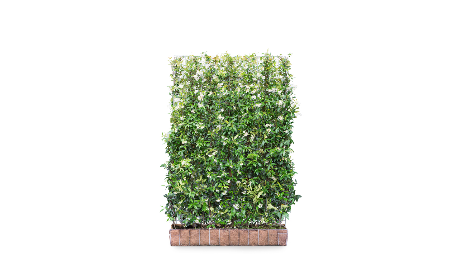 Green Screen: Trachelospermum Jasminoides